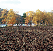 Why is 2015 the International Year of Soils?